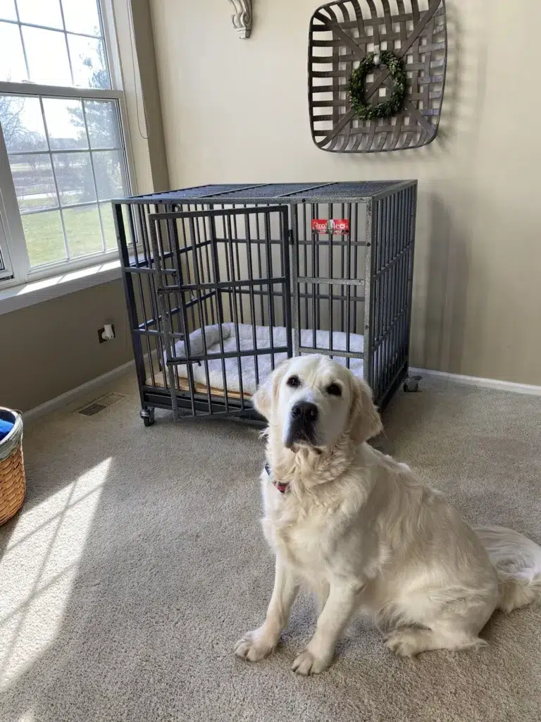 Indestructible Dog Crates that no one dog can destoy