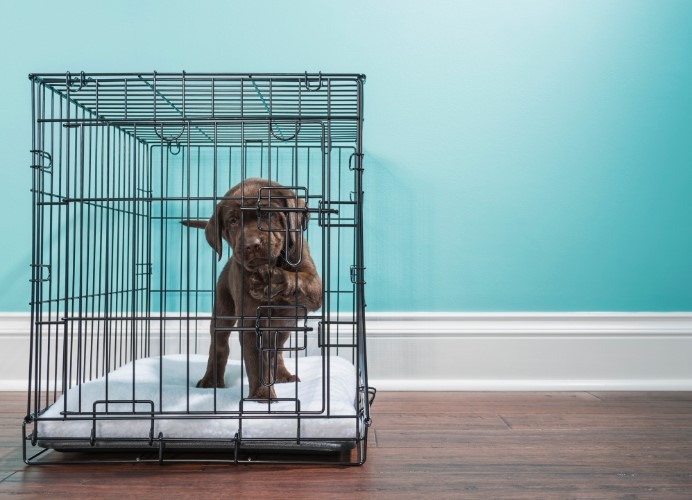 a puppy in the wire crate