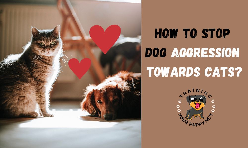 How to stop dog aggression towards cats? 4 proven ways