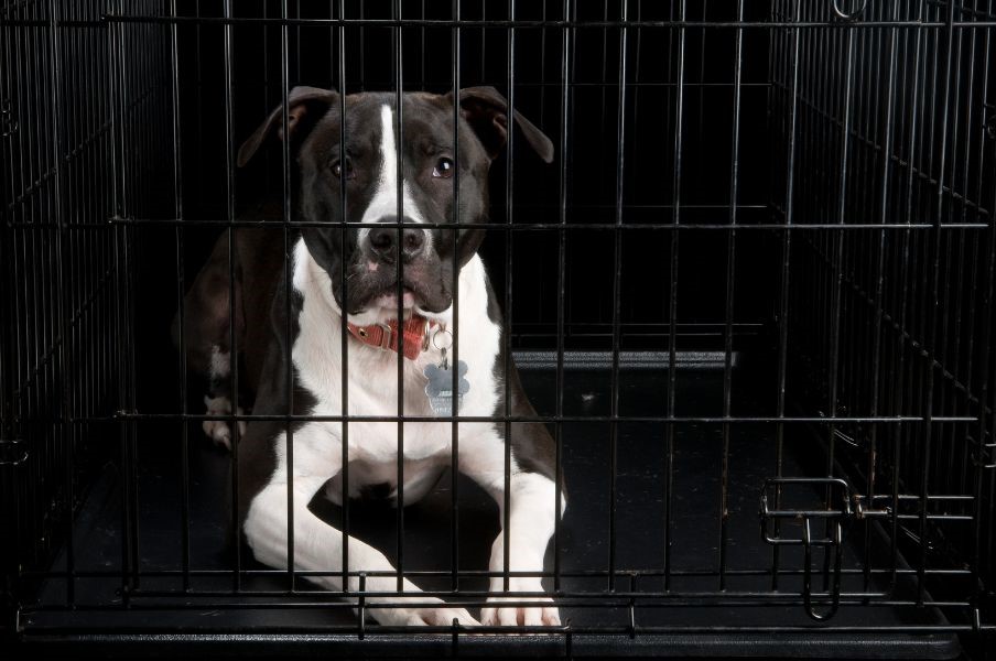 7 tips that help when puppy crying in crate