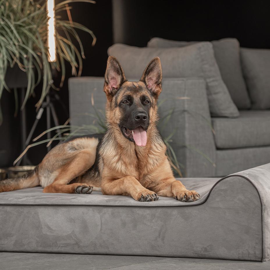 Shepherd lying on an infrared bullybed