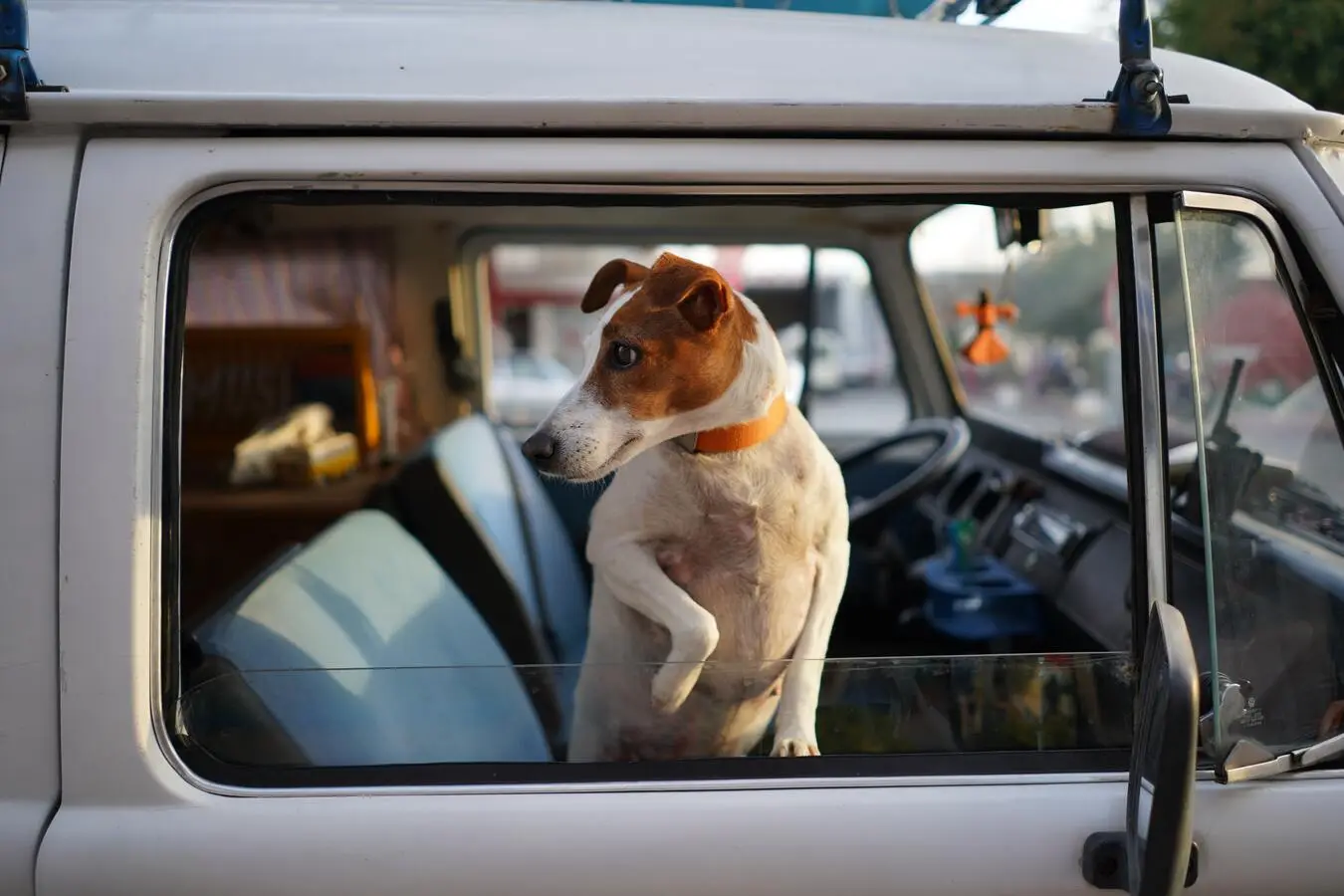 a dog in the car