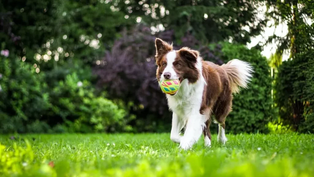 a dog playing with the ball