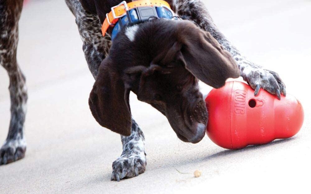 kong dog toy