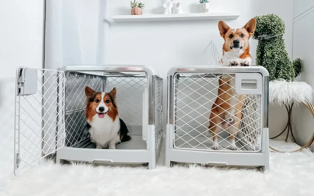 Best collapsible dog crates: handy and practical