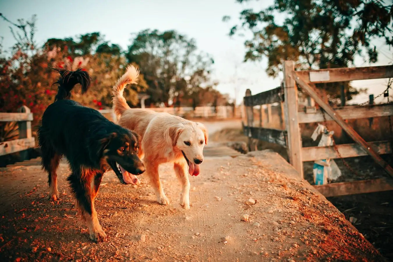 What to do if your dog doesn't want to pee outside