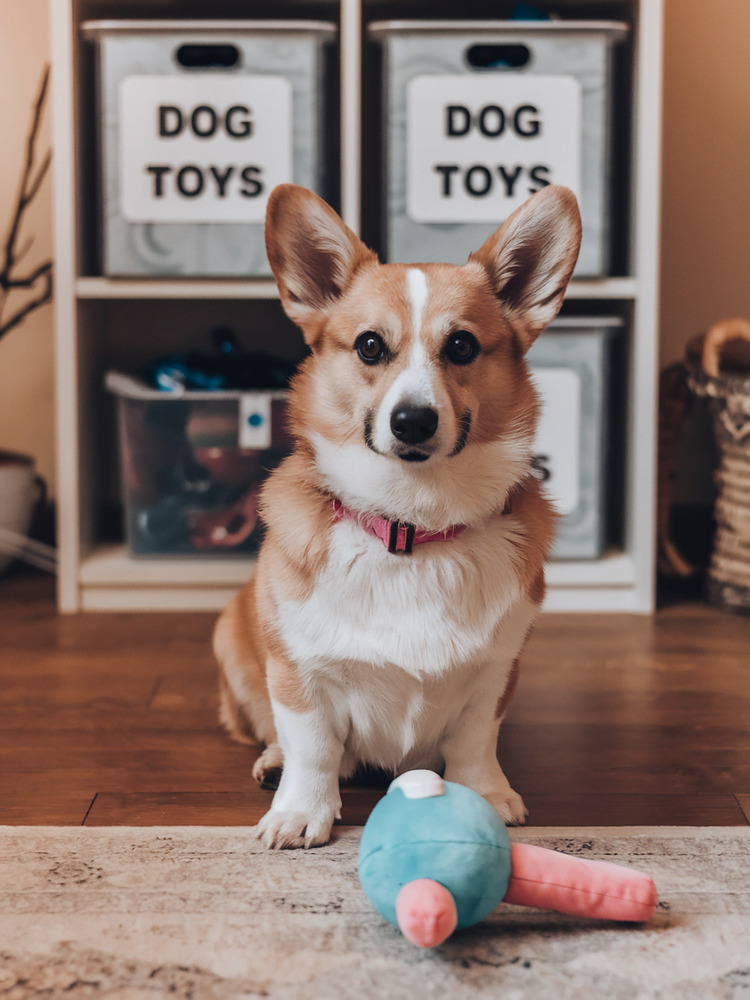 How to organize dog stuff to keep your home tidy