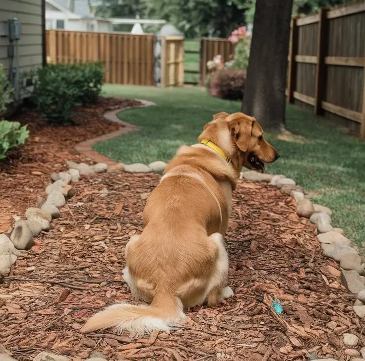 outdoor dog potty area with mulch